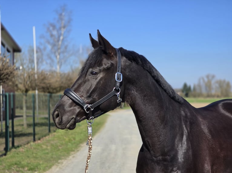 Koń trakeński Wałach 6 lat 172 cm Skarogniada in Cremlingen