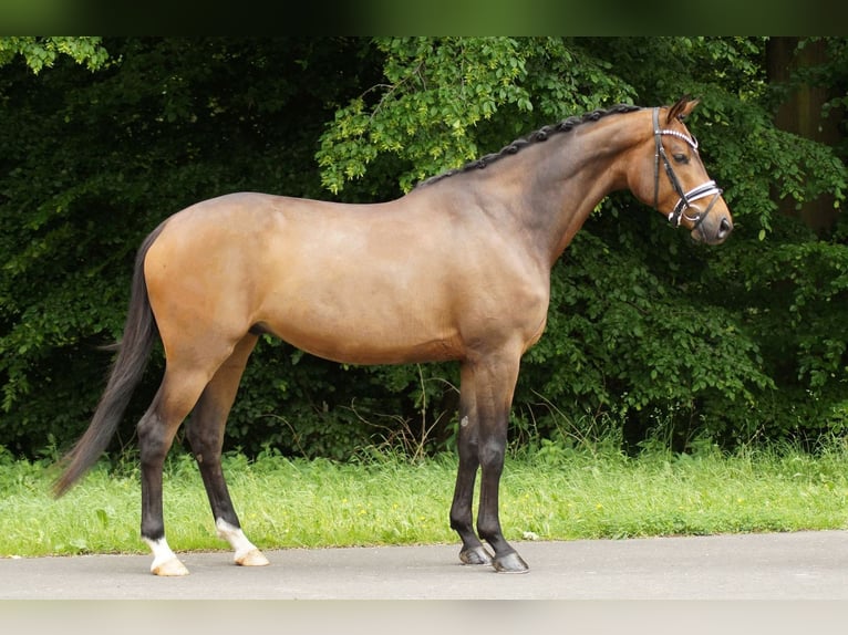 Koń trakeński Wałach 6 lat 173 cm Gniada in Gleichen