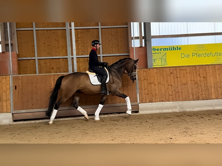 Koń trakeński Wałach 6 lat 173 cm Gniada in Gleichen