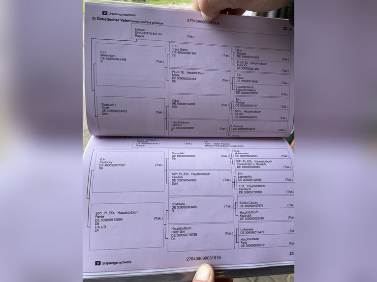 Koń trakeński Wałach 7 lat 160 cm Kara in Niddatal