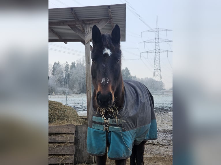 Koń trakeński Wałach 7 lat 163 cm  in Ottenhofen