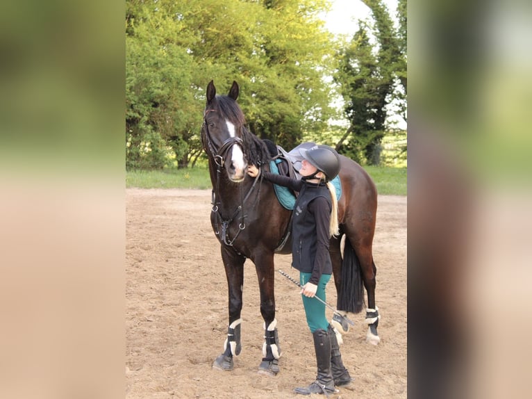 Koń trakeński Wałach 7 lat 165 cm Skarogniada in Z&#xFC;ssow