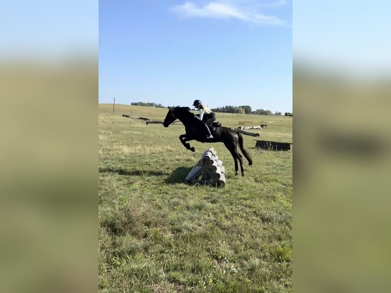 Koń trakeński Wałach 7 lat 165 cm Skarogniada in Z&#xFC;ssow