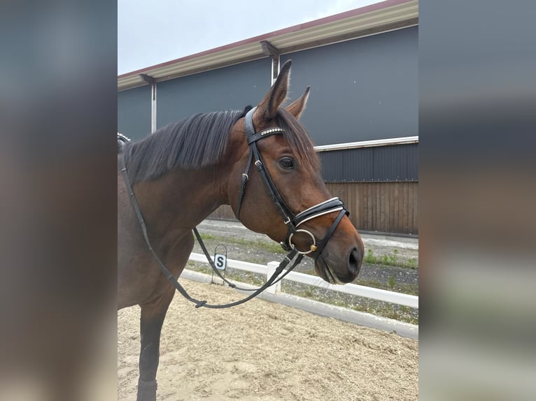 Koń trakeński Wałach 7 lat 168 cm Ciemnogniada in Münster