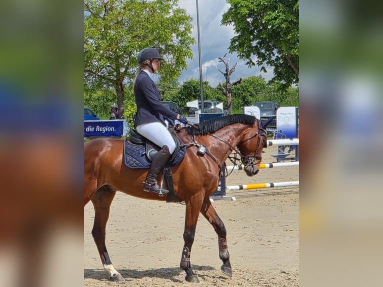 Koń trakeński Wałach 7 lat 168 cm Gniada in Hofheim am Taunus