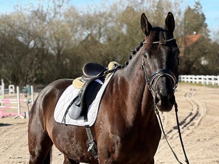 Koń trakeński Wałach 7 lat 174 cm Kara in Verden (Aller)