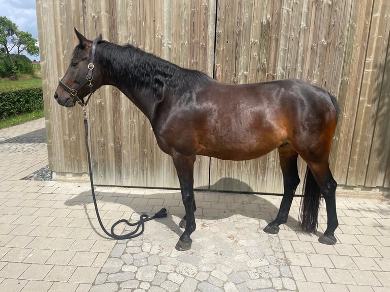 Koń trakeński Wałach 8 lat 164 cm Ciemnogniada in Pappenheim