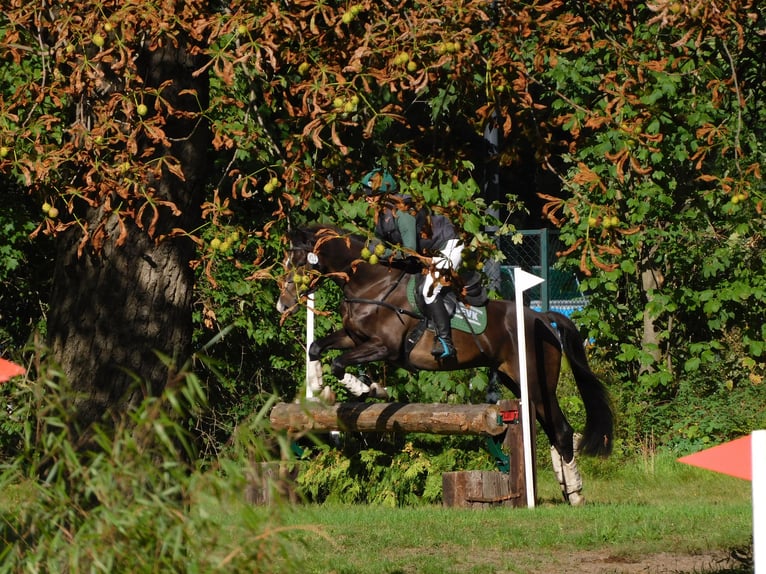 Koń trakeński Wałach 8 lat 164 cm Ciemnogniada in Sperenberg