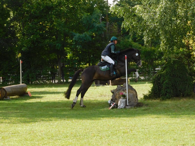 Koń trakeński Wałach 8 lat 164 cm Ciemnogniada in Sperenberg