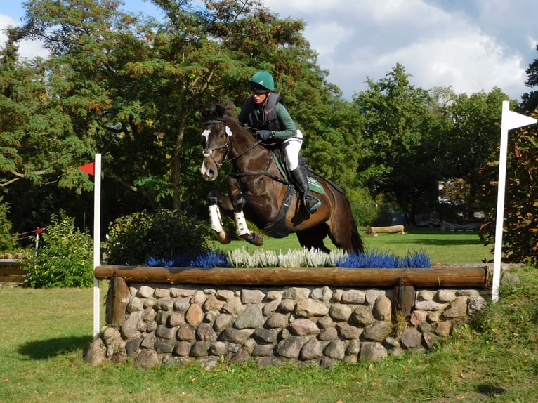 Koń trakeński Wałach 8 lat 164 cm Ciemnogniada in Sperenberg