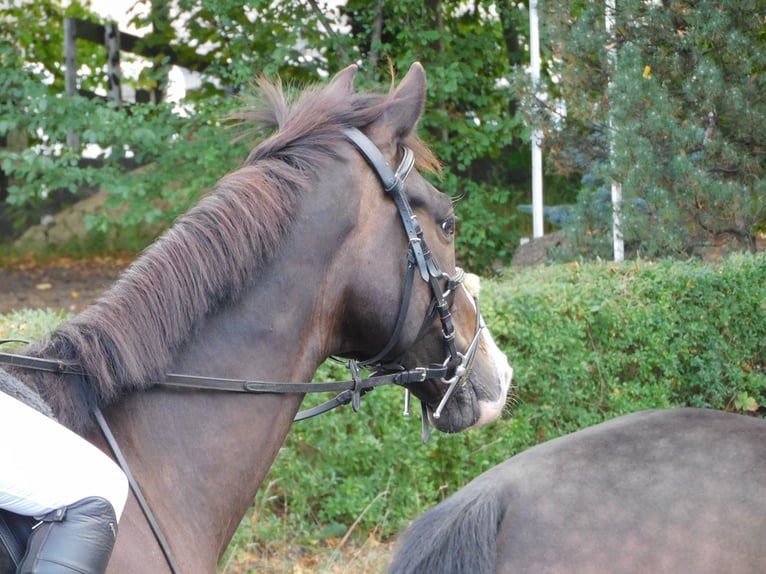 Koń trakeński Wałach 8 lat 164 cm Ciemnogniada in Sperenberg
