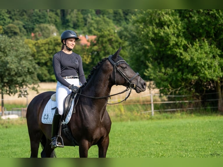 Koń trakeński Wałach 8 lat 165 cm Ciemnogniada in Goldkronach