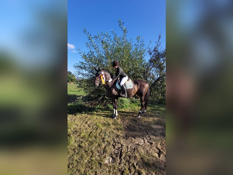 Koń trakeński Wałach 8 lat 167 cm Ciemnogniada in Boms