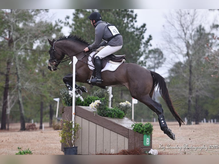 Koń trakeński Wałach 8 lat 173 cm Ciemnogniada in Newnan, Georgia