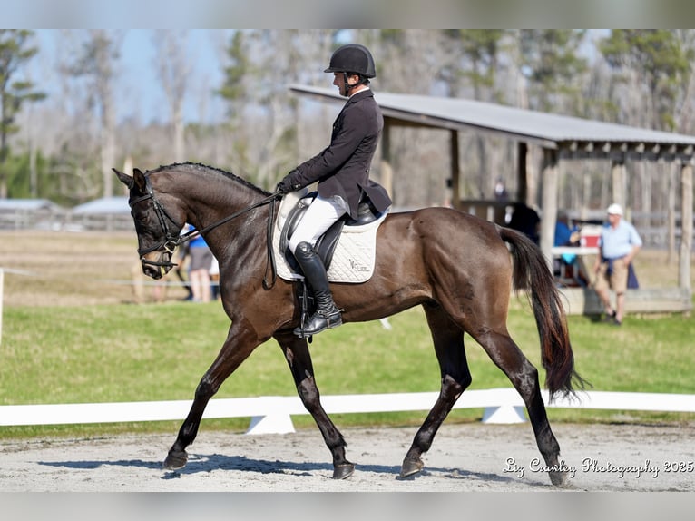 Koń trakeński Wałach 8 lat 173 cm Ciemnogniada in Newnan, Georgia