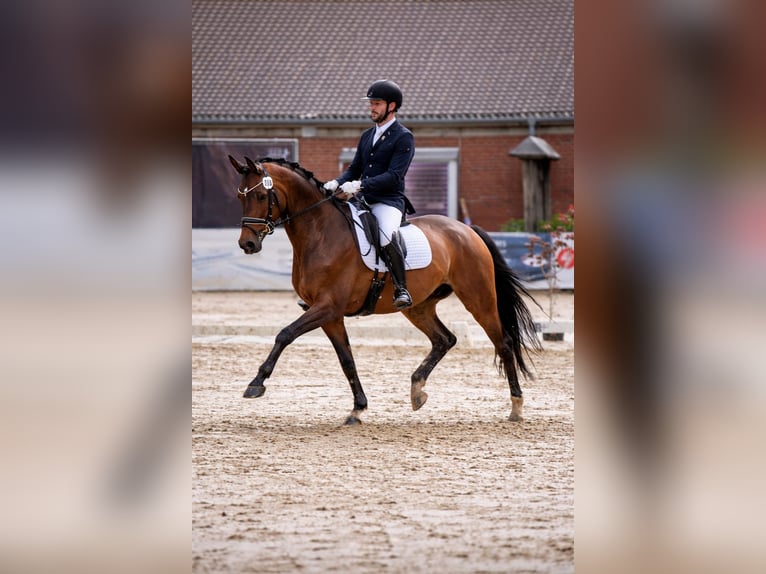 Koń trakeński Wałach 9 lat 175 cm Ciemnogniada in Stadtlohn