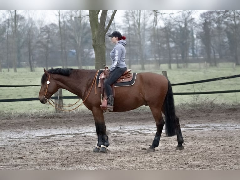 Koń trakeński Mix Wałach 11 lat 172 cm Gniada in Emmerich