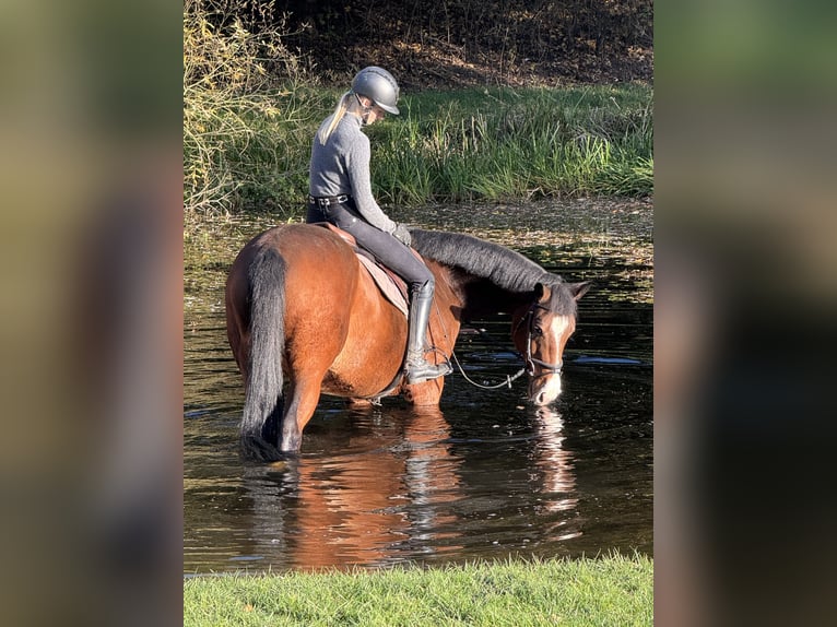 Koń trakeński Wałach 12 lat 166 cm Gniada in Lüneburg