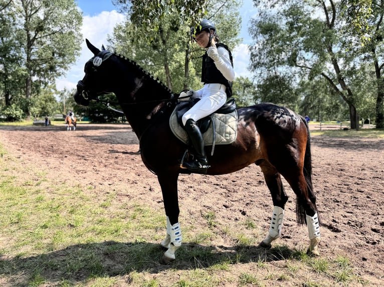 Koń trakeński Wałach 12 lat 167 cm Ciemnogniada in Kiel