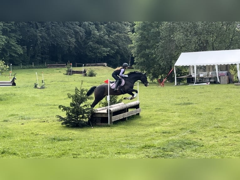 Koń trakeński Wałach 12 lat 167 cm Ciemnogniada in Kiel