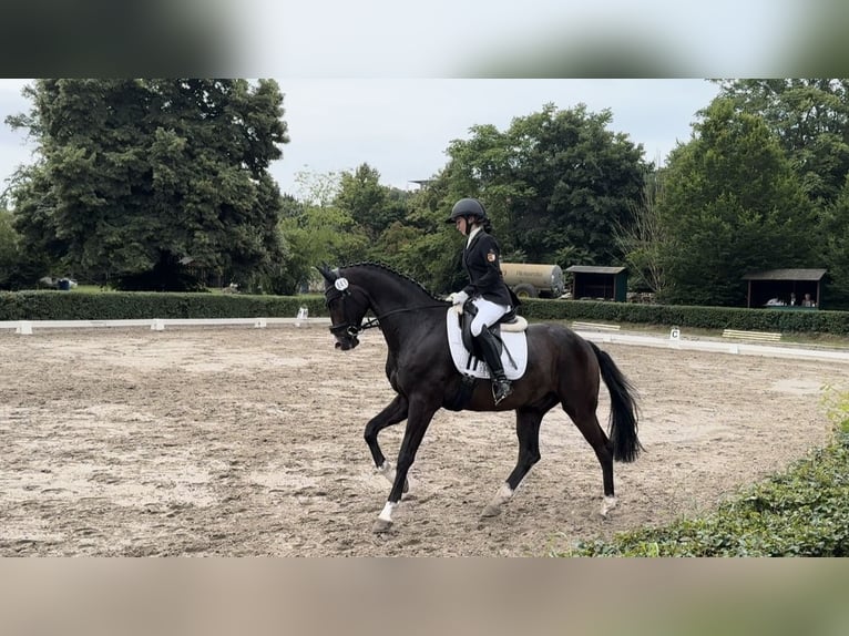 Koń trakeński Wałach 12 lat 167 cm Ciemnogniada in Kiel