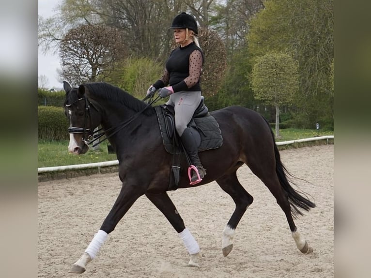 Koń trakeński Wałach 12 lat 167 cm Ciemnogniada in Kiel