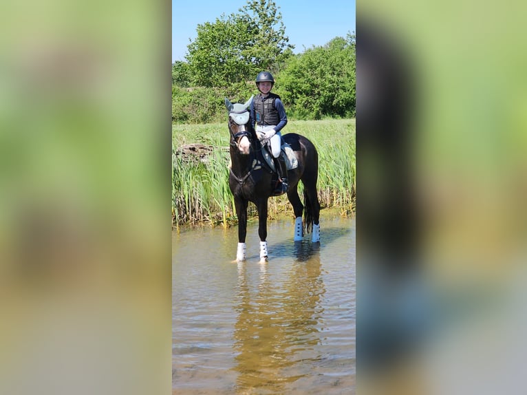 Koń trakeński Wałach 12 lat 167 cm Ciemnogniada in Kiel