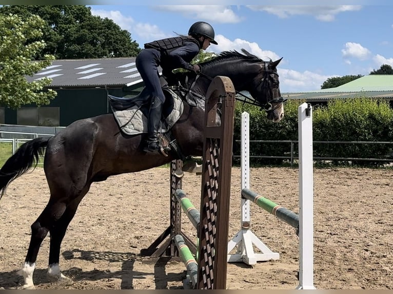 Koń trakeński Wałach 12 lat 167 cm Ciemnogniada in Kiel