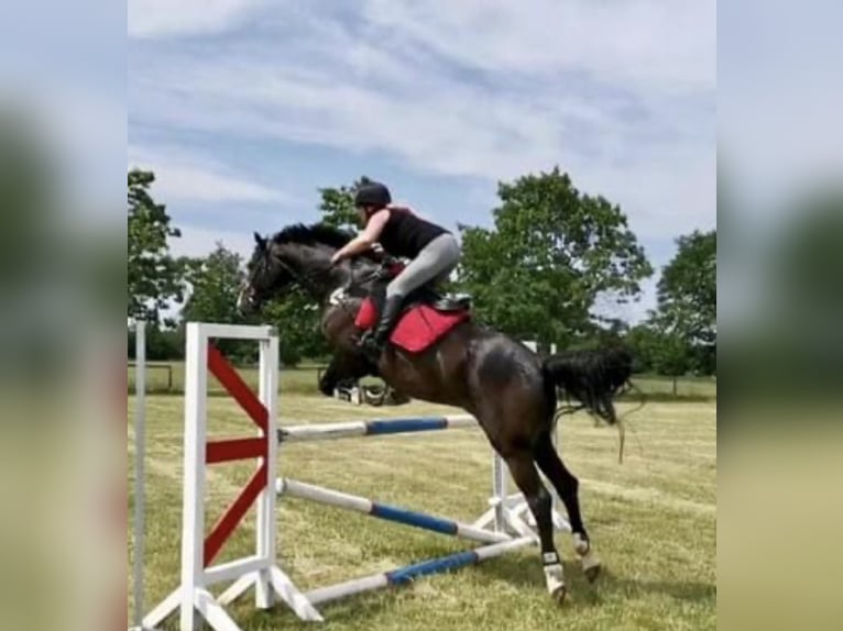 Koń trakeński Wałach 12 lat 167 cm Ciemnogniada in Kiel