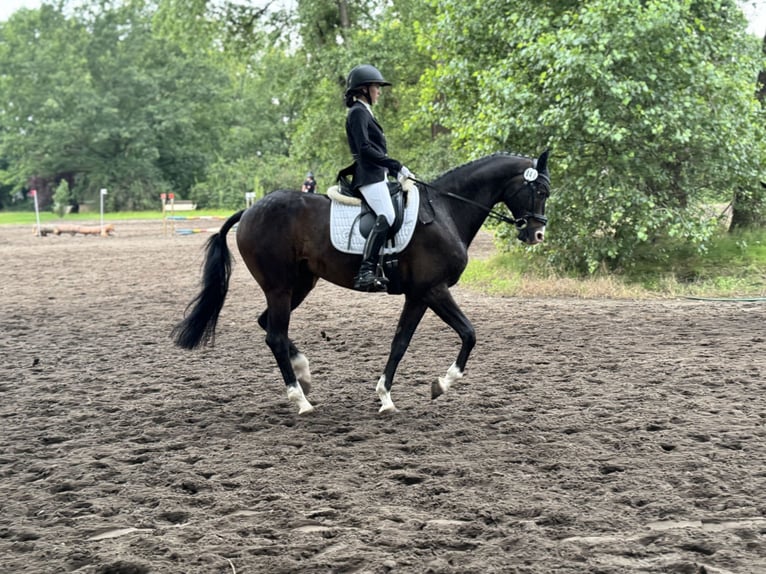 Koń trakeński Wałach 12 lat 167 cm Ciemnogniada in Kiel