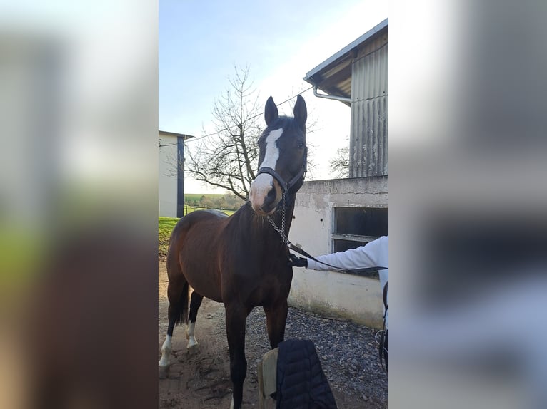 Koń trakeński Wałach 12 lat 168 cm Gniada in Pirmasens