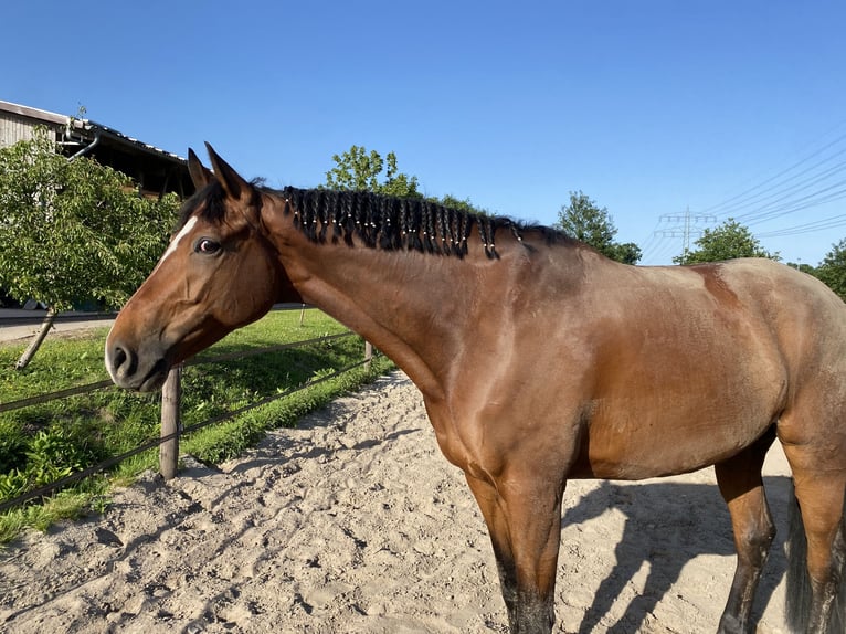 Koń trakeński Wałach 12 lat 170 cm Gniada in Hamburg