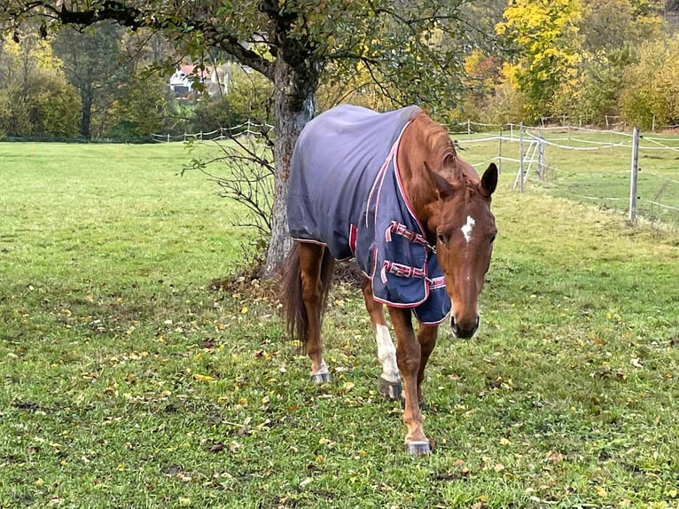 Koń trakeński Wałach 12 lat 173 cm Kasztanowata in Deisswil