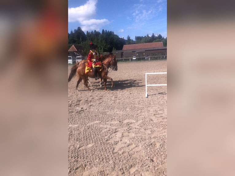 Koń trakeński Wałach 12 lat 173 cm Kasztanowata in Deisswil