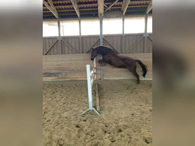 Koń trakeński Wałach 13 lat 165 cm Kasztanowata in Bad Abbach