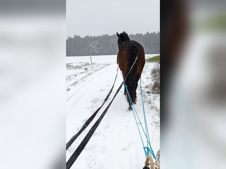 Koń trakeński Wałach 15 lat 174 cm Gniada in Neuendettelsau