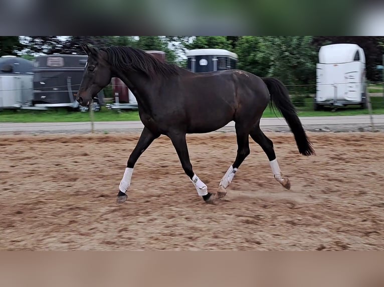 Koń trakeński Wałach 16 lat 168 cm Skarogniada in Horst