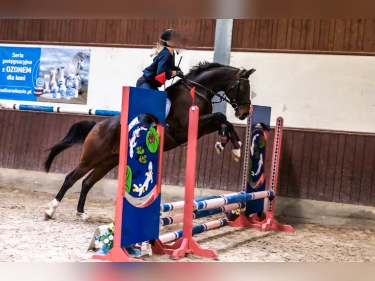 Koń trakeński Wałach 17 lat 162 cm Ciemnogniada in Kraków