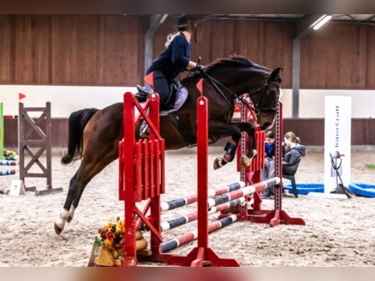 Koń trakeński Wałach 17 lat 162 cm Ciemnogniada in Kraków