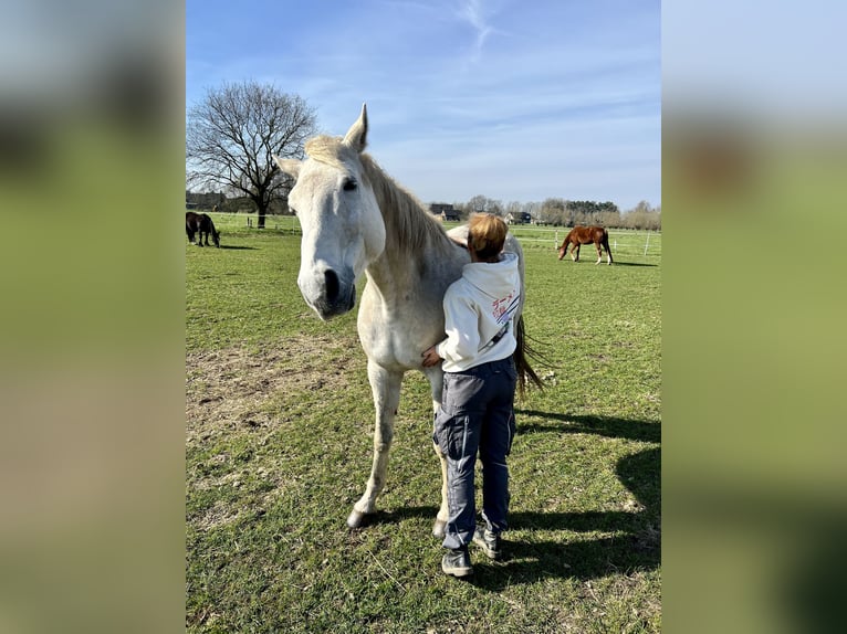 Koń trakeński Wałach 17 lat 165 cm Siwa in Gütersloh