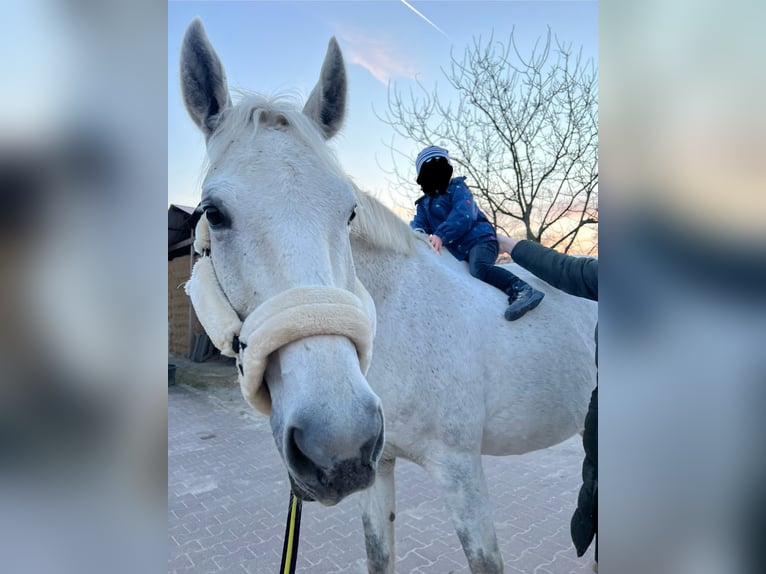 Koń trakeński Wałach 17 lat 165 cm Siwa in Gütersloh