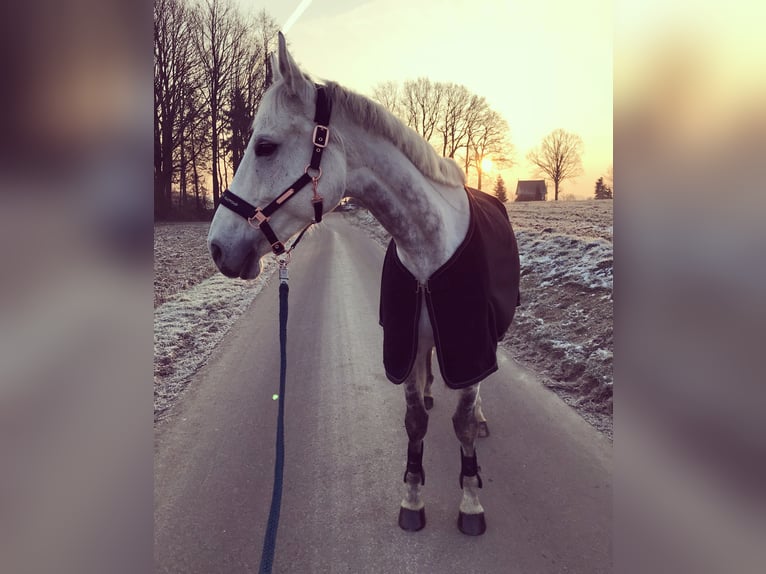 Koń trakeński Wałach 17 lat 165 cm Siwa in Gütersloh