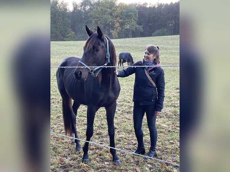 Koń trakeński Wałach 2 lat 164 cm Gniada in Kuhlen-Wendorf