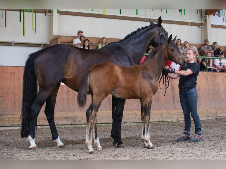 Koń trakeński Wałach 2 lat 164 cm Gniada in Kuhlen-Wendorf