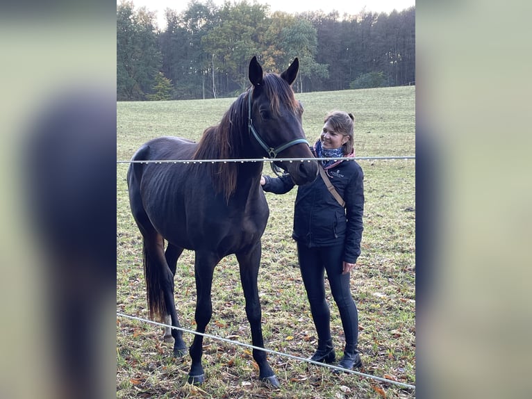 Koń trakeński Wałach 2 lat 164 cm Gniada in Kuhlen-Wendorf