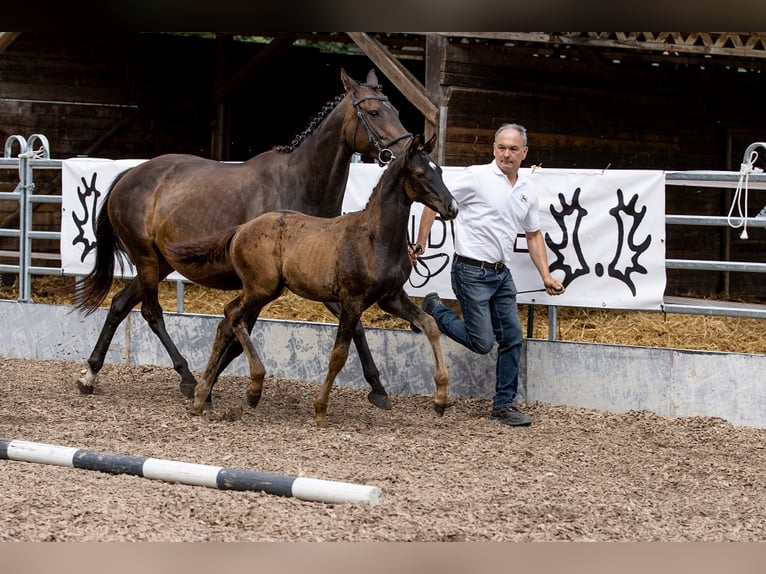 Koń trakeński Wałach 2 lat 165 cm Ciemnogniada in Günzburg