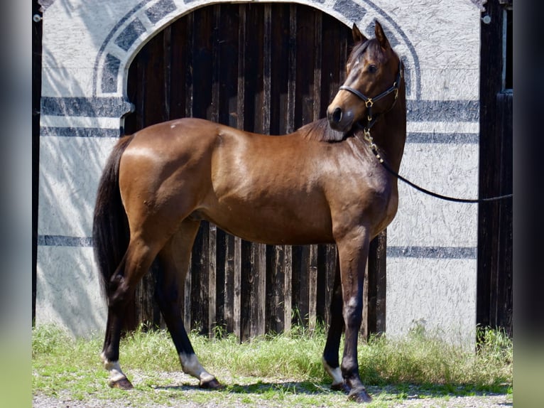 Koń trakeński Wałach 2 lat 168 cm Gniada in Günzburg