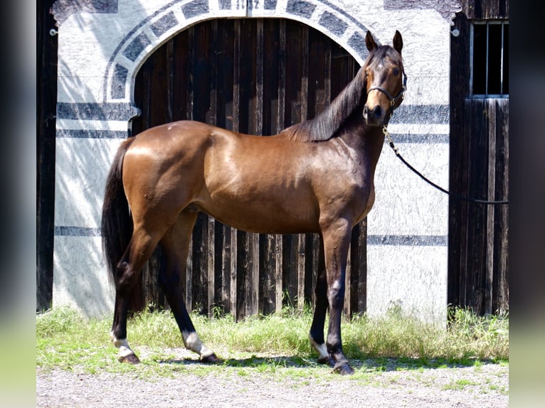 Koń trakeński Wałach 2 lat 168 cm Gniada in Günzburg