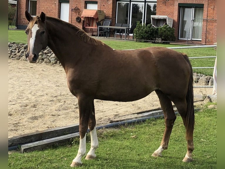 Koń trakeński Wałach 2 lat 172 cm Ciemnogniada in Hamberge