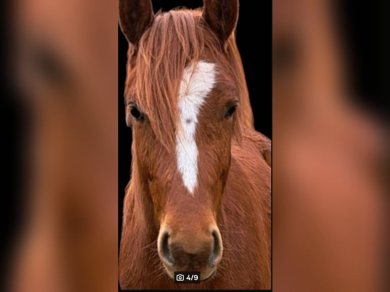 Koń trakeński Wałach 2 lat Kasztanowata in Ebersburg
